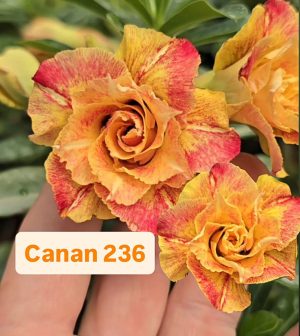 ENXERTO CANAN 236 PERFUMADA