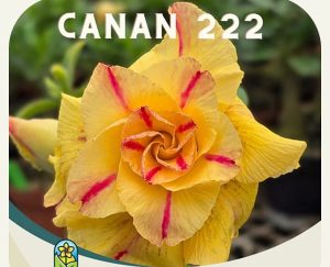 ENXERTO CANAN 222 PERFUMADA