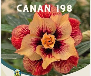 ENXERTO CANAN 198 PERFUMADA