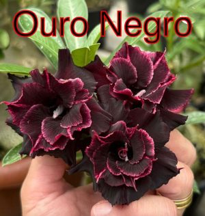 EMXERTO OURO NEGRO