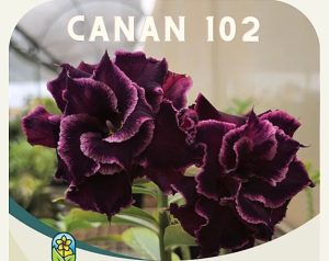 ENXERTO CANAN 102