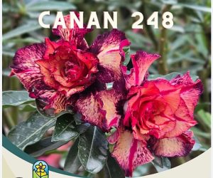 ENXERTO CANAN 248 PERFUMADA