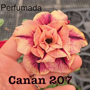 ENXERTO CANAN 207 PERFUMADA