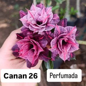 ENXERTO CANAN 26 PERFUMADA