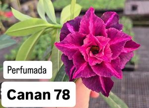 ENXERTO CANAN 78 PERFUMADA