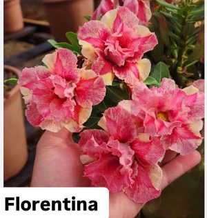 ENXERTO FLORENTINA