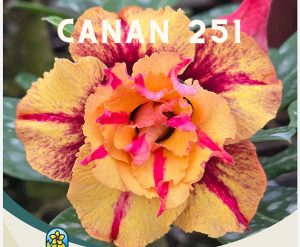 ENXERTO CANAN 251 PERFUMADA