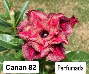 ENXERTO CANAN 82 PERFUMADA
