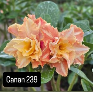 ENXERTO CANAN 239 PERFUMADA