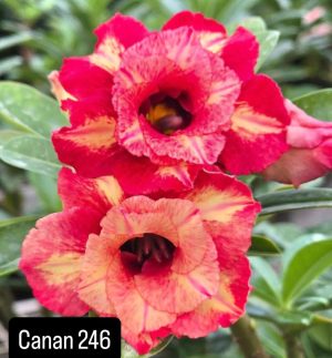 ENXERTO CANAN 246 PERFUMADA
