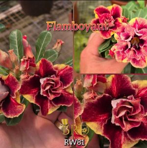 ENXERTO BRD FLAMBOYANT