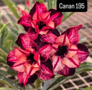 ENXERTO CANAN 195 PERFUMADA