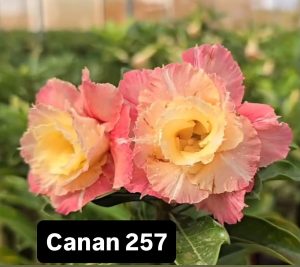 ENXERTO CANAN 257