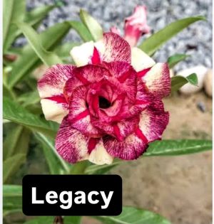 ENXERTO LEGACY