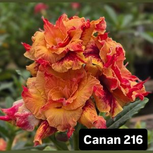ENXERTO CANAN 216