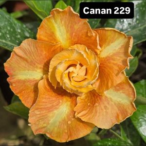 ENXERTO CANAN 229