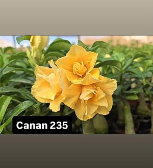 ENXERTO CANAN 235