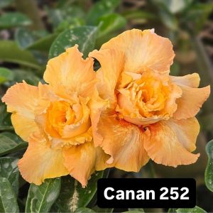ENXERTO CANAN 252