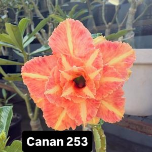 ENXERTO CANAN 253