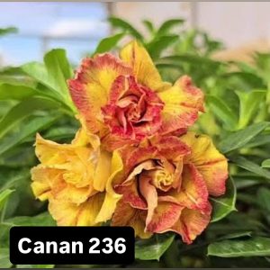 ENXERTO CANAN 236