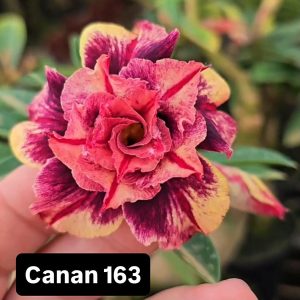 ENXERTO CANAN 163