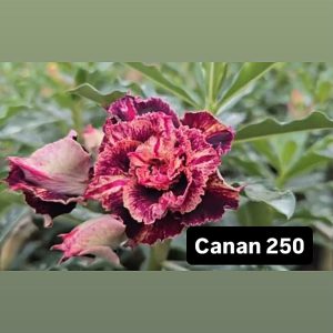 ENXERTO CANAN 250