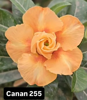 ENXERTO CANAN 255