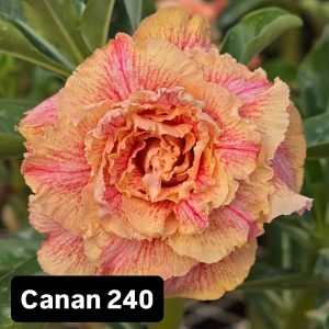 ENXERTO CANAN 240
