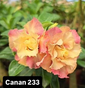 ENXERTO CANAN 233