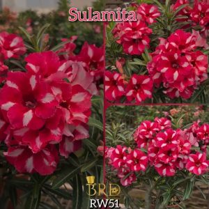 ENXERTO BRD SULAMITA