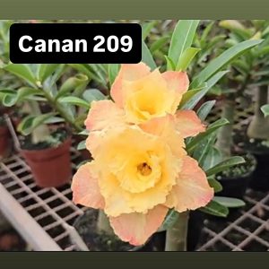 ENXERTO CANAN 209