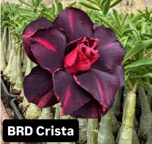ENXERTO BRD CRISTA
