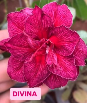 ENXERTO DIVINA