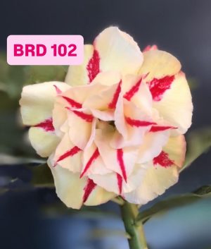 ENXERTO BRD 102