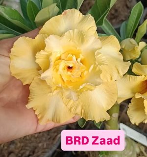 ENXERTO BRD ZAAD