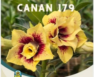 ENXERTO CANAN 179