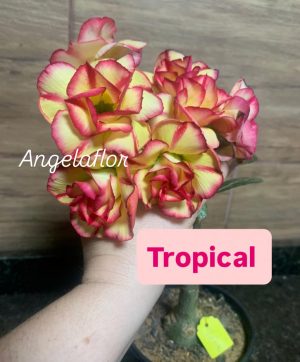 ENXERTO BRD TROPICAL