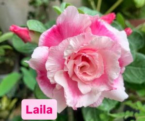 ENXERTO LAILA