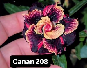 ENXERTO CANAN 208 PERFUMADA