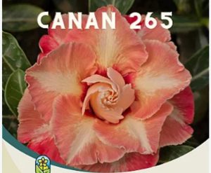 ENXERTO CANAN 265
