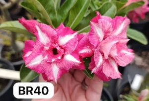 ENXERTO BR40