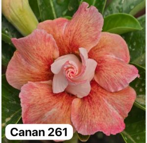 ENXERTO CANAN 261