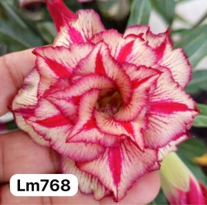 ENXERTO LM768