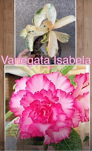 ENXERTO VARIEGATA ISABELA